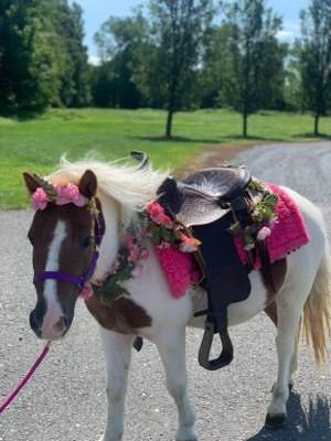 Unicorns