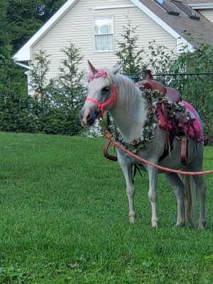Unicorns